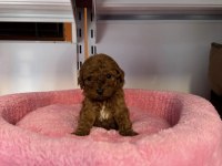 BEBEK YÜZLÜ TOY POODLE YAVRULARIMIZ