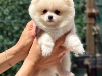 Kusursuz Karbeyaz Dişi Pomeranian Boo
