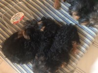 A KALİTE SON 2 BEBEK YORKSHİRE TERRİER