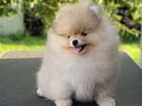Mükemmel Ayı Surat Boo Pomeranian