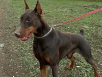 Şampiyon üreticiden geleceğin yıldızları dobermanlar