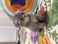 Annesi scottish blue point babası britishshorthair kedilerim