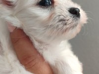 Minimal Terrier Kızlar