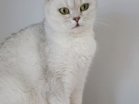 British Shorthair Silver Ns11 Dişi