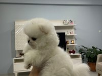 Pomeranian boo yavrum