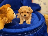 Eğitimli Kore kan maltipoo bebeklerimiz