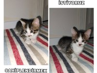 Yavru Kedimiz