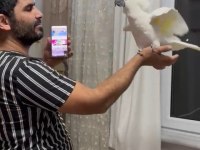 Böylesi yok kakadu papağanı
