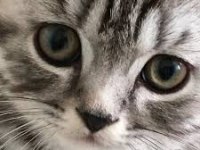 Oyuncu british shorthair kedimiz