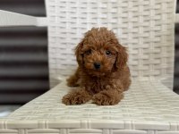 Olağanüstü güzellikte poodle yavru