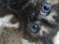 3 Temmuz Doğumlu Dişi Exotic Shorthair