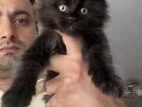 2 DEV ERKEK XXXL MAİNE COON