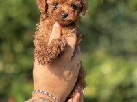 BÜYÜMEYEN AŞILI ÇİŞ EĞİTİMLİ TOY POODLE BEBEKLER 