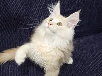Şampiyonların torunu anne baba şecereli maine coon