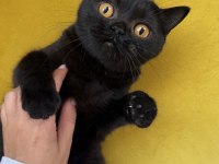 Black British Shorthair