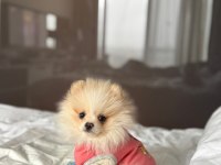 ÜST KALİTE POMERANİAN BOO