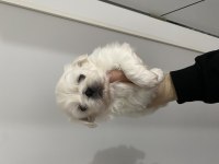 PEKİNEZ KÖPEĞİMİZ