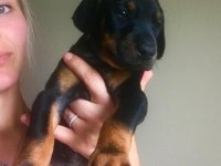 Ev Ortamında Doğan Bebek Köpeklerim Yeni Evini Arıyor