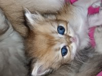 British longhair safkan yavrular