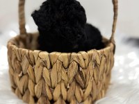 Siyah toy poodle yavrularımız