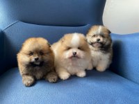 Erkek Güzelleri Pomeranian
