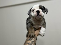 Exotic İngiliz bulldog yavrularımız