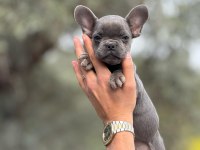 French Bulldog yavrularımız