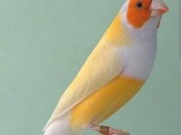 Goldian finch mutasyon erkek ve dişi takım