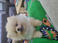 Oyuncu akıllı tatlı pomeranian kızım