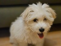 Köpeğimiz 3 aylık dünya tatlısı
