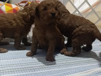 Kıvır kıvır poodle yavrularımız