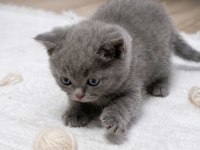 50 günlük British shorthair bebek