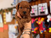 Muhteşem toy Poodle bebekler