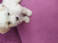 Maltese terrier 2 aylık yavrumuz