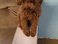 Sahibinden poodle
