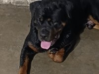Koca kafa anne babadan iri ve kaliteli rottweiler yavrular