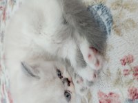 Exotic shorthair yavrularım yeni yuvalarını arıyor