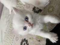 British Shorthair kedilerimi sahiplendiriyorum