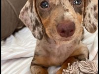 Dachshund ırkının en özel renk yapısı sizlerle