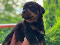 Üst kalite FCI-KIF kayıtlı Scr li Rottweiler yavrularım