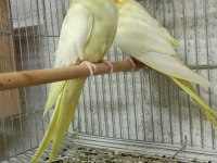 Yavru yetişkin ve çift sultan papağanlar