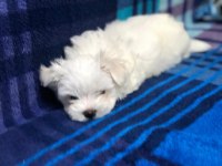 Maltese Terrier Adrese Teslim, Kapıda Ödeme Yapabilirsiniz