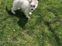 Dişi Maltese terrier köpeğimiz yeni sahibini arıyor