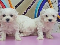 MALTESE TERRİER YAVRU KÖPEĞİMİZ