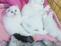 Scottish fold beyaz üzün tüylü mavi gözlü dişi