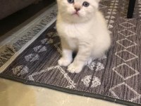 Adı gibi şirin scottish fold