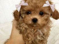 Kaliteli Maltipoo yavrularımız