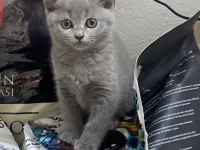 Irk Ve Sağlık Garantili British Shorthair
