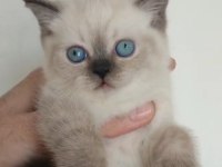 Blue Point British Shorthair