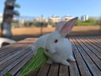 Sağlıklı her renk mevcut tavşanlar